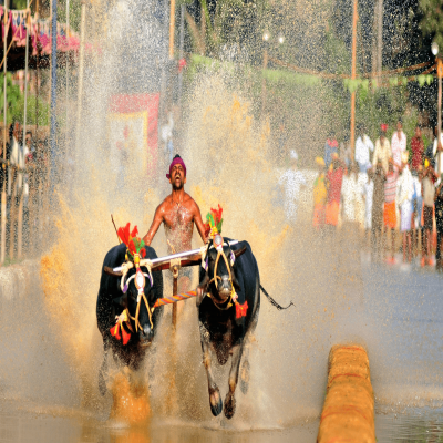 Kambala Festival Places to See